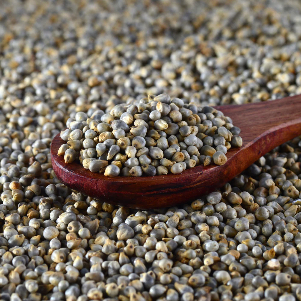 Pearl Millet 4